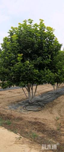 高度400厘米丛生玉兰