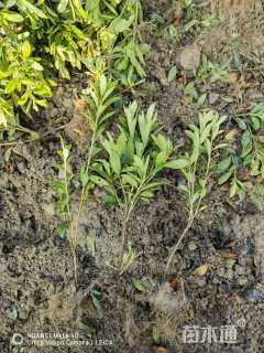 高度30厘米毛鹃小苗