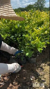 高度25厘米金森女贞小苗