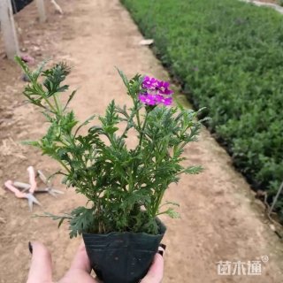 高度20厘米细叶美女樱