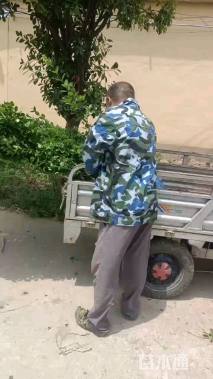 高度180厘米北海道黄杨