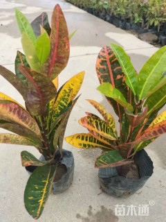 高度25厘米洒金变叶木