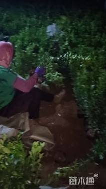 高度45厘米大叶黄杨