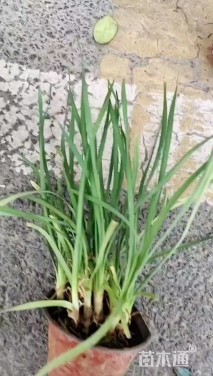 高度25厘米紫娇花