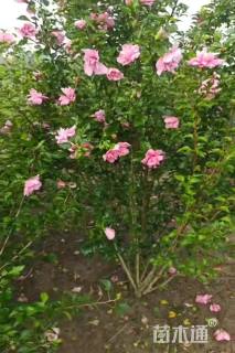 高度200厘米丛生木槿