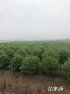 冠幅70厘米小叶女贞球