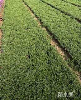 高度15厘米三七景天