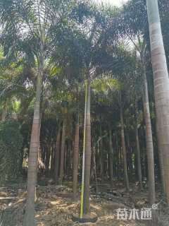 裸干高600厘米狐尾椰