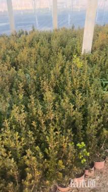 高度25厘米小叶黄杨