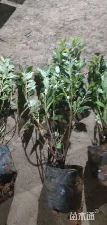 高度50厘米毛鹃