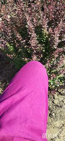 高度50厘米紫叶小檗