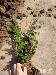 高度40厘米铺地柏