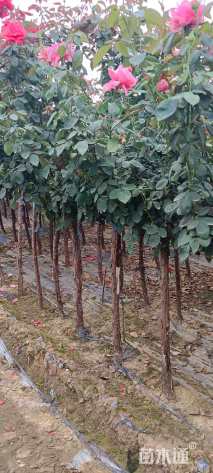 高度120厘米月季