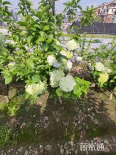 高度1.5厘米中华木绣球