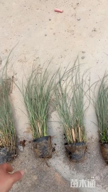 高度80厘米晨光芒