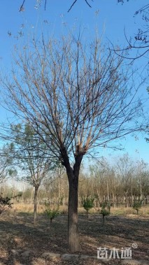 30公分国槐