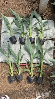 高度20厘米水生美人蕉