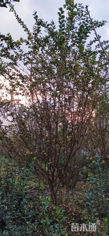 高度300厘米丛生紫薇