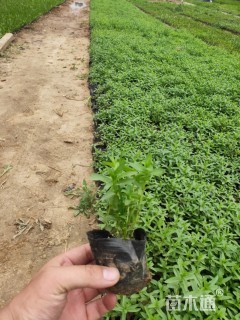 高度15厘米千屈菜