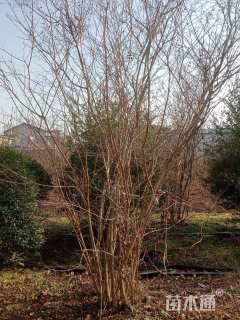 高度200厘米丛生紫薇