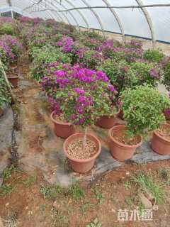 高度80厘米紫花三角梅