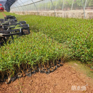 高度80厘米山桃草