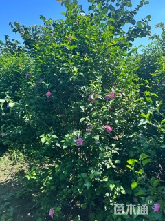 高度240厘米红花木槿