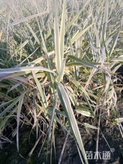 高度30厘米花叶芦竹