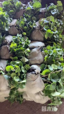 高度20厘米大吴风草