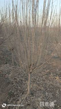 高度180厘米重瓣木槿