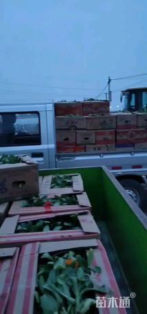 高度20厘米蓝花鸢尾