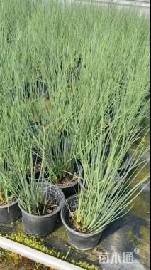 高度40厘米灯心草