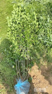 高度150厘米北海道黄杨