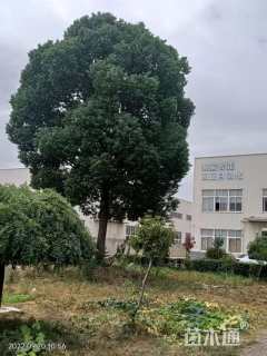 20.5公分香樟