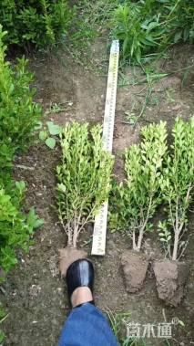 高度30厘米瓜子黄杨