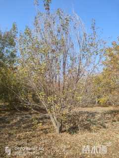 高度500厘米丛生元宝枫