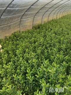 高度25厘米杜鹃