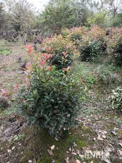 冠幅80厘米红叶石楠球