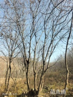 30公分(5杆)丛生黄连木