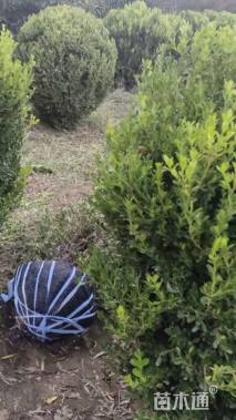 冠幅200厘米瓜子黄杨球