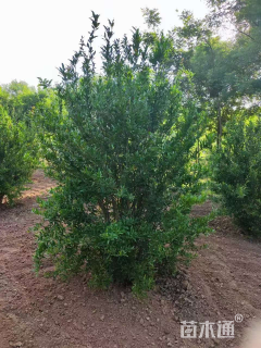 高度300厘米花石榴