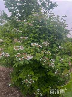 高度300厘米天目琼花