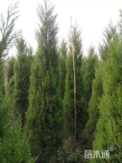 高度300厘米塔柏