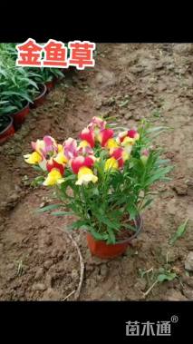 高度15厘米金鱼草
