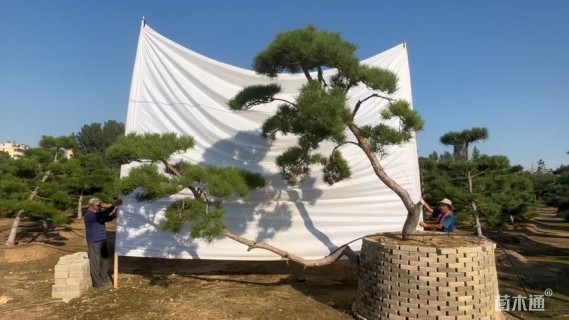 高度310厘米黑松