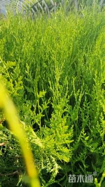 高度60厘米侧柏小苗