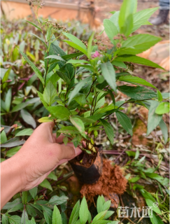 高度30厘米绣线菊