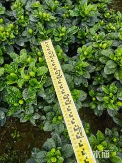 高度35厘米栀子花