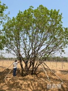 高度700厘米丛生蒙古栎