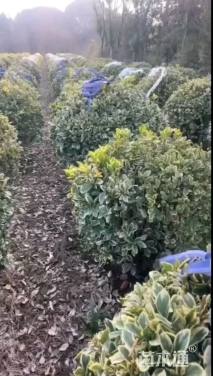 冠幅50厘米金边黄杨球